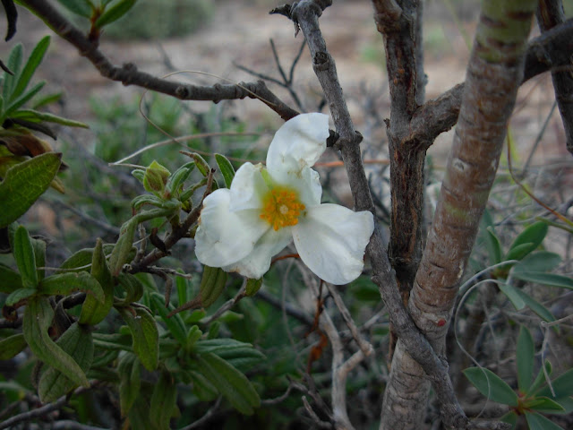 Cistus grancanariae