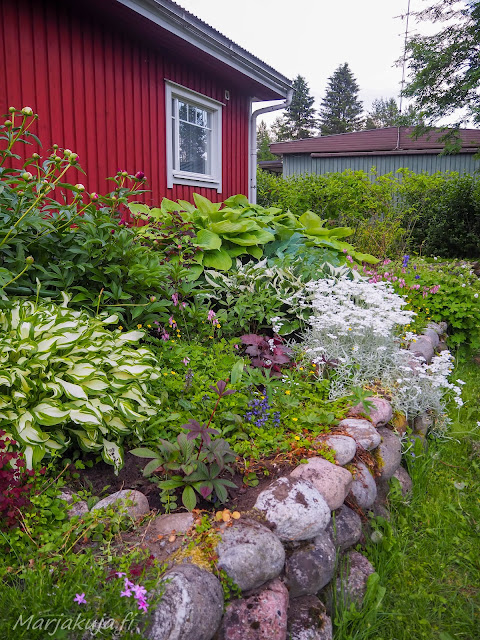 punaisen puutalon edessä perennapenkki kukassa.