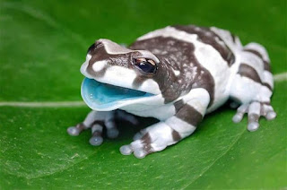 perereca de leite, perereca de boca azul, Trachycephalus resinifictrix, anfíbios, amazônia, sapos, animais, animais selvagens, animais de estimação, denuncie, tráfico de animais