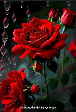Wallpaper HD Bunga Mawar Merah yang Indah | wb86