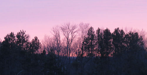 pink dusk