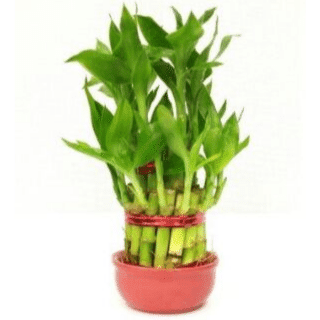 Tips To Place Vastu Plants At Home Money Plant Bamboo Plant