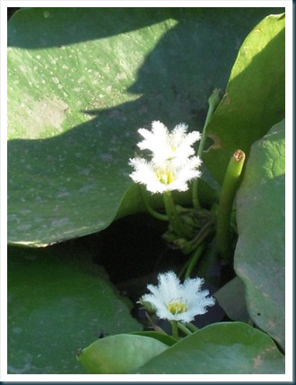 clip_image008