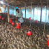 Poultry Farm-അജ്‌സലിന്റെ കോഴി വളര്‍ത്തല്‍; യുവാക്കള്‍ക്ക് പ്രചോദനം
