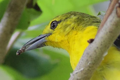 Common Iora with food