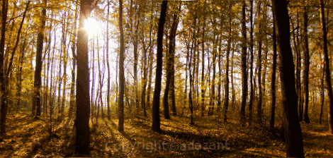 Temperate Forest Landscape