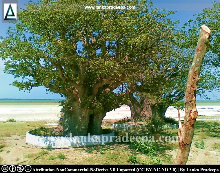 More Baobab trees in Mannar