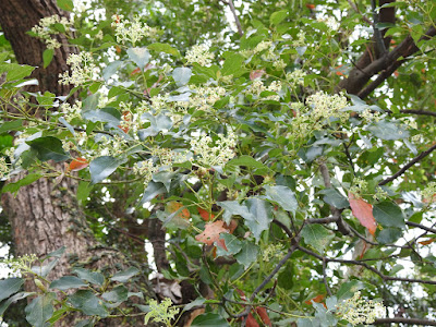 樟樹的花