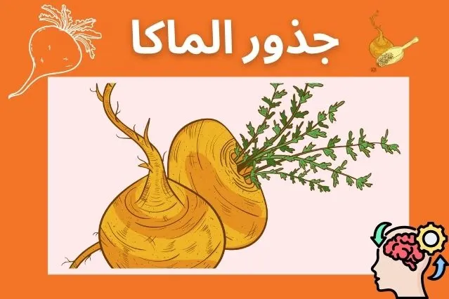 جذور الماكا