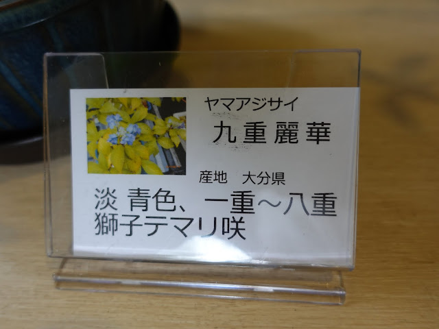 鳥取県西伯郡南部町鶴田　とっとり花回廊　ヤマアジサイ(山紫陽花)