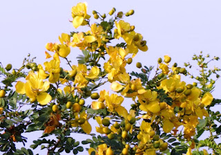 Plants used for Ganapathi puja; Medicinal plants and Poisonous ...