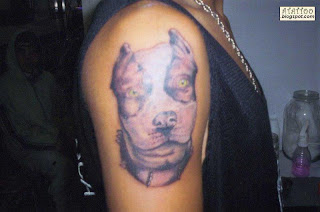 Pitbull tatuado no braço.