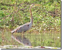 112 Purple Heron. ( Jambli Baglo )