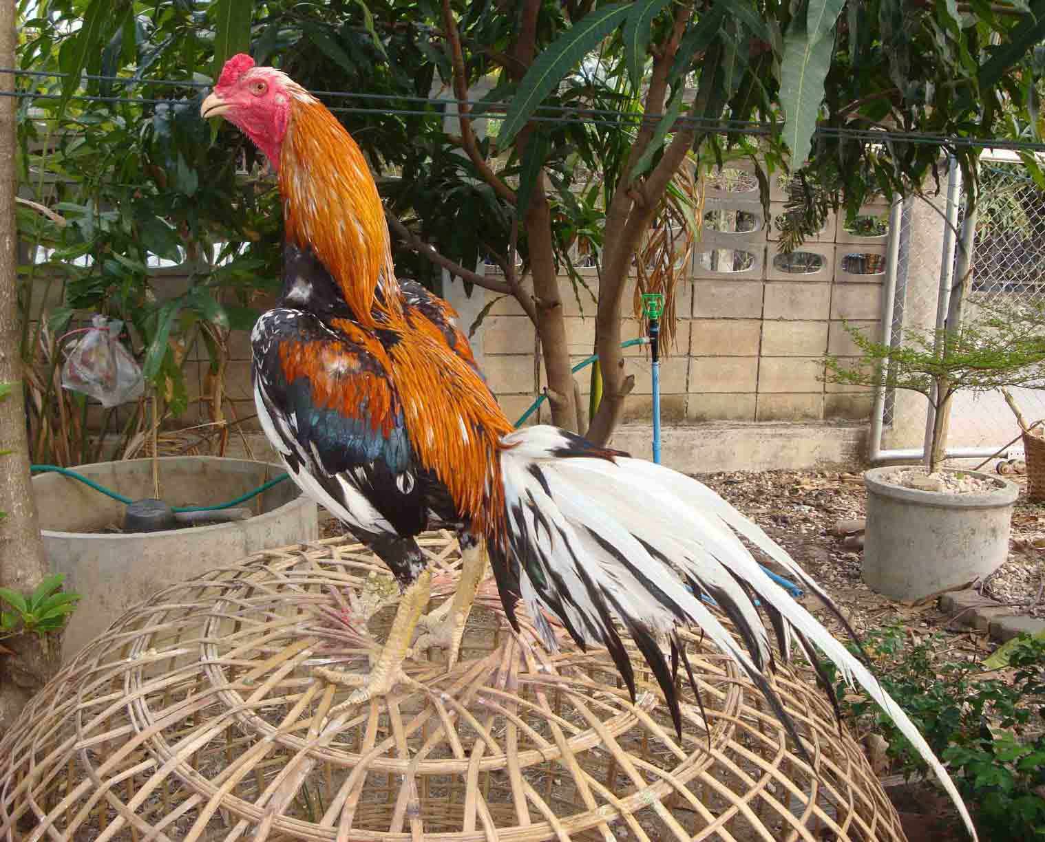  Gambar  Ayam  Bangkok  Bagus Ayam  Bangkok128