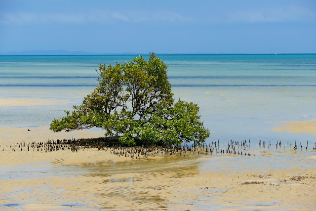 Mangrove Meer modrig Pflanzen Natur