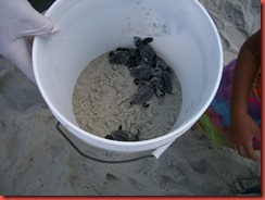 Hatchlings