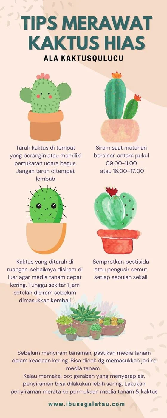 bisnis-kaktus-hias-kaktusqulucu