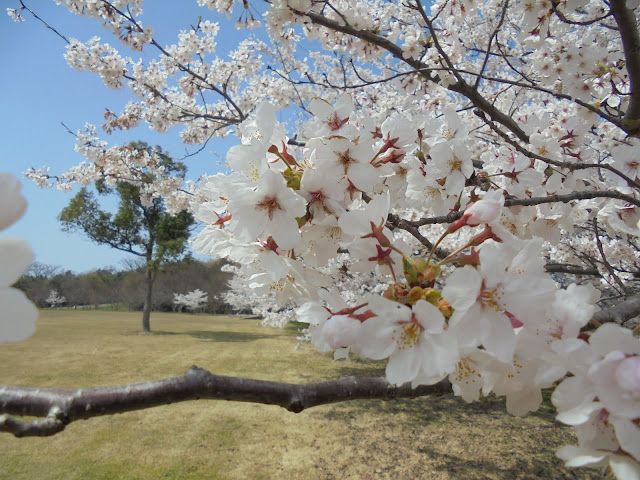 今まさに満開の桜が美しい