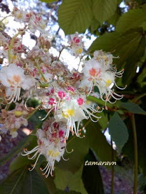 Конский каштан обыкновенный (Aesculus hippocastanum)