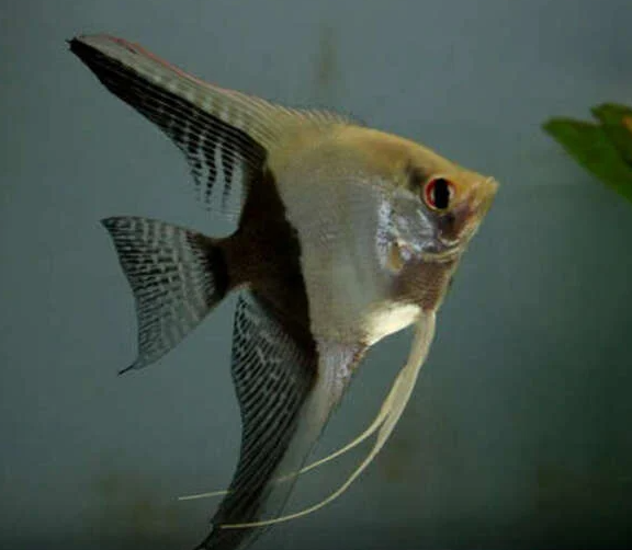 Ikan Manfish Half Black Angelfish