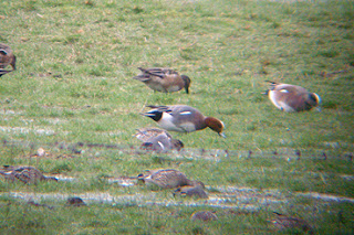 eurasian_wigeon