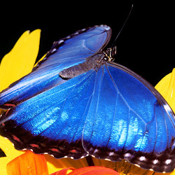 Butterfly Wallpapers, gambar kupu-kupu