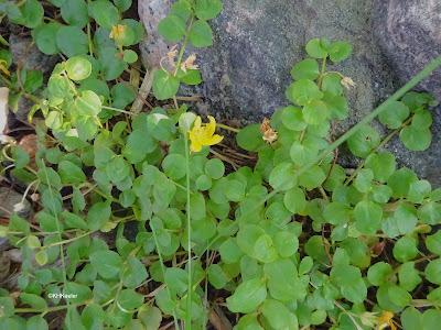 creeping Jenny's round leaves