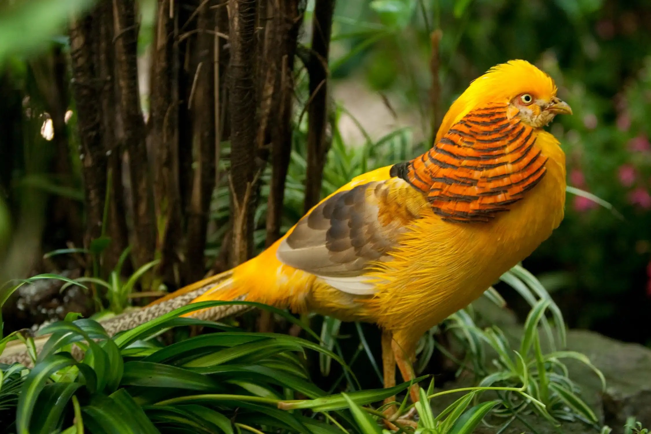 Golden pheasant