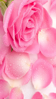 Pink Rose Galaxy S III Flower Wallpapers