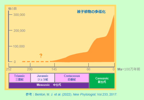 被子植物の進化（中生代、新生代）　Angiosperm evolution(Mesozoic, Cenozoic)