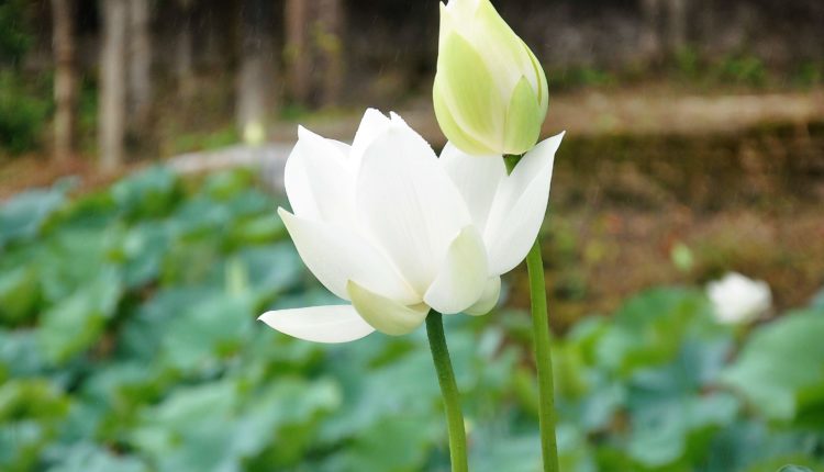 White Lotus Flower Images - Lotus Flower Images, Picture Download - Lotus flower NeotericIT.com