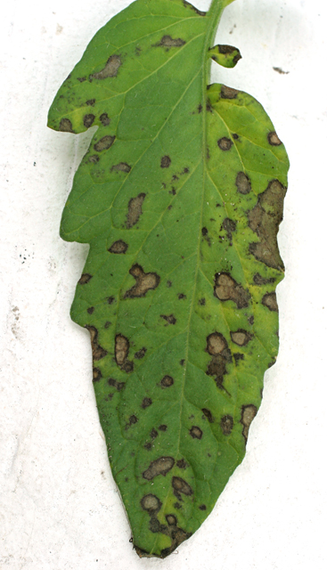 AGRICULTURE: TOMATO DISEASES PICTURES