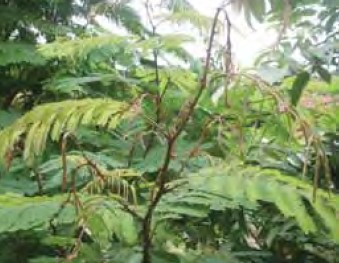 ສົ້ມປ່ອຍ Acacia concinna (Willd.) DC. FABACEAE ລັກສະນະພືດສາດ: ສົ້ມປ່ອຍ ເປັນໄມ້ພຸ່ມ ສູງປະມານ 4 ມ ຫຼື ເຄິ່ງໄມ້ເຄືອເກາະກ່າຍໄປຕາມຕົ້ນໄມ້ອື່ນ, ເປືອກສົ້ມປ່ອຍ ດ້ານນອກສີເທົາ, ດ້ານໃນສີຂາວອົມແດງ, ມີເນື້ອໄມ້ແຂງແກ່ນ, ລຳຕົ້ນ ສົ້ມປ່ອຍ