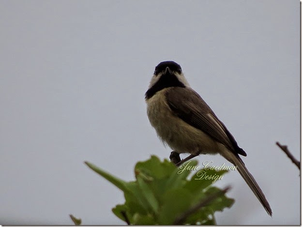 Carolina_Chickadee