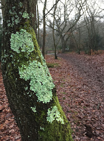 Oak with Flavoparmelia caperata.  Hayes Common, 30 December 2016.