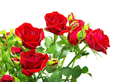 Rosas rojasFlores para regalarEscribe tu mensaje (rosas rojas con fondo blanco flores del jardin)