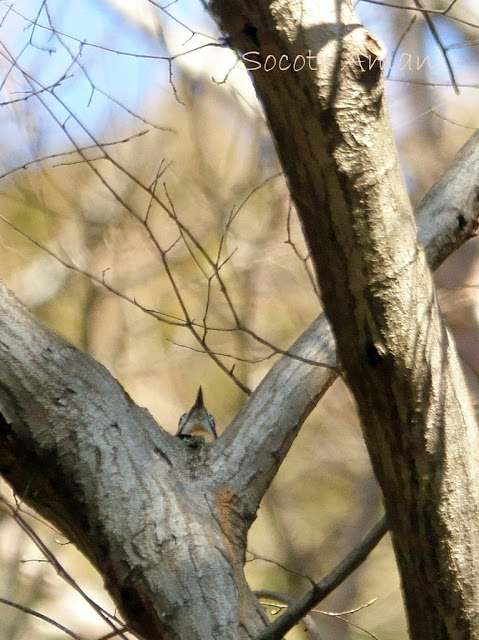 アカゲラ