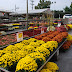 Plant of the Week---Mums