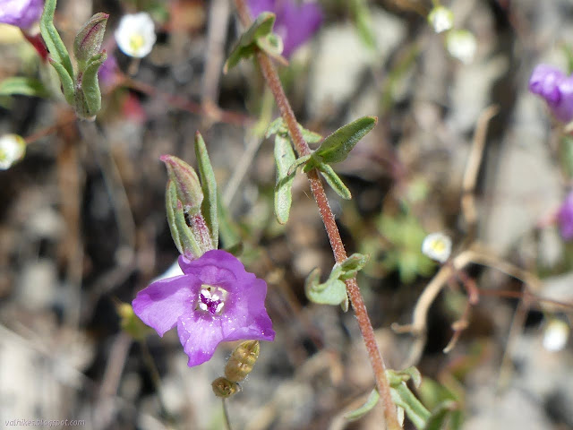 small purple flower