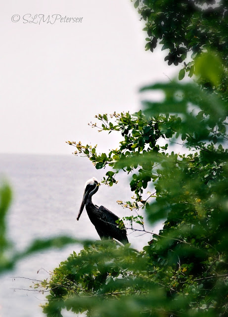 Stacy Petersen Photography - Pelican