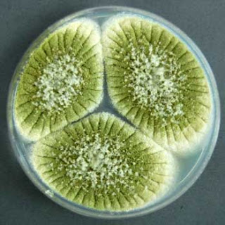 jamur Aspergillus flavus dalam cawan petri