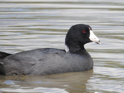 American Coot