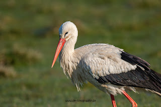 Wildlifefotografie Weißstorch Ochsenmoor Olaf Kerber