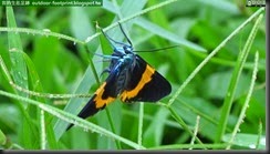 20140620_211057_036_No4park