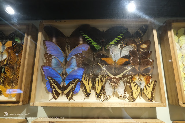 Australia Melbourne Museum 澳洲 墨爾本 博物館 自由行 親子遊 蝴蝶