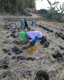 Ku Jawab : "Golek Bahasan", Ketika Panen Petani Anjlok