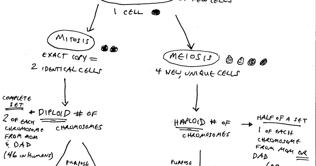 The Study of Life — Biology: Cell Cycle Overview: Concept Map