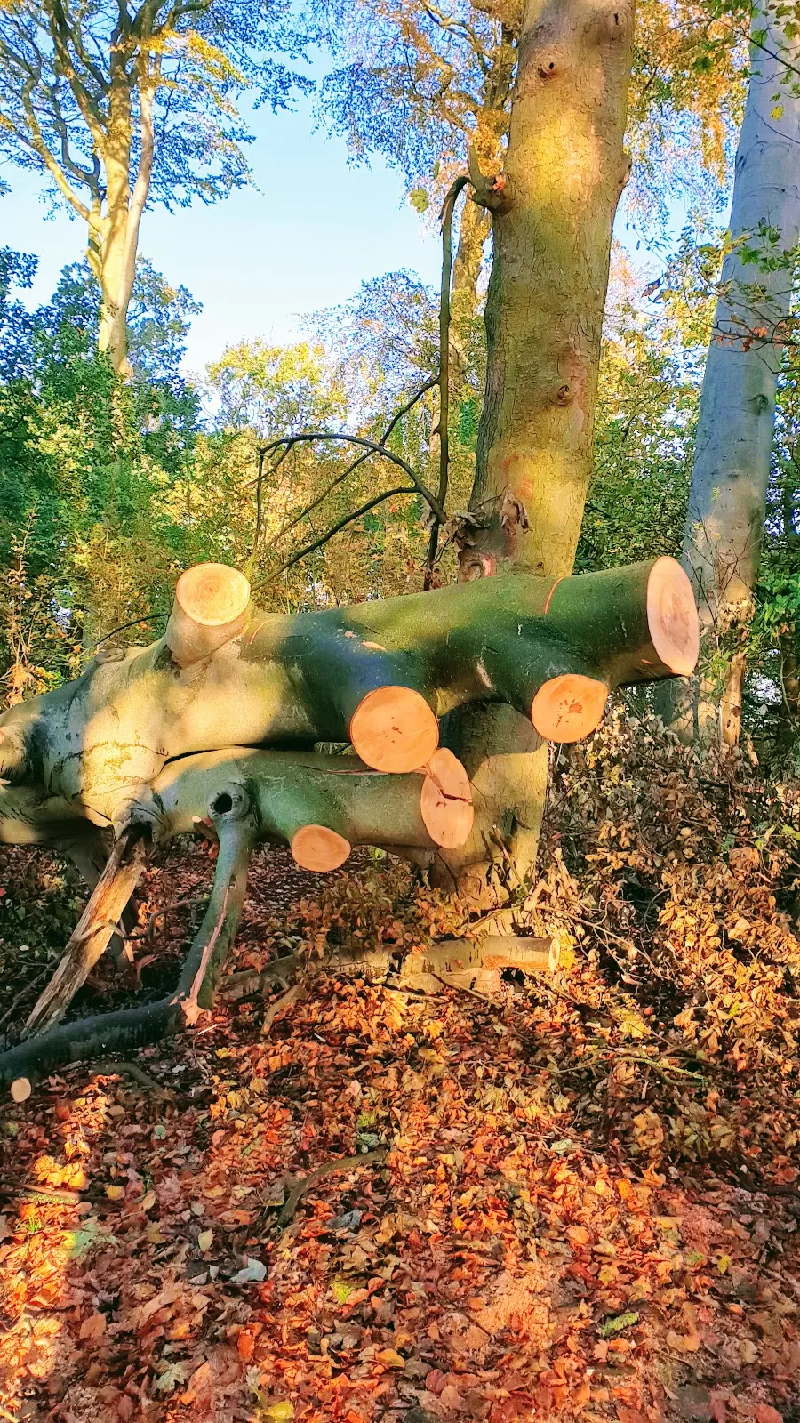 The Fallen Tree. If Winter comes, can Spring be far behind?