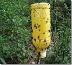 lem-perangkap-kuning