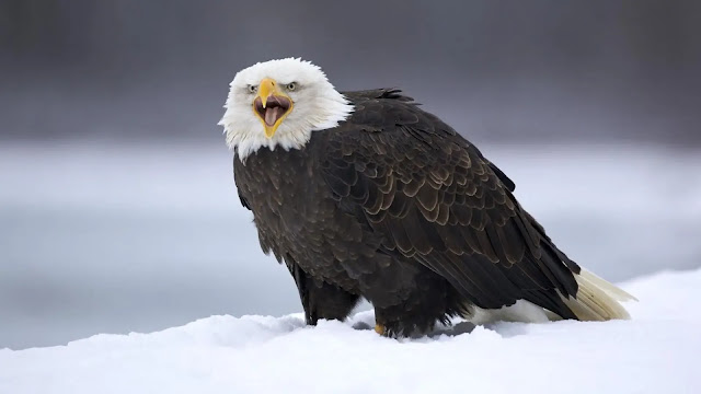 Eagle